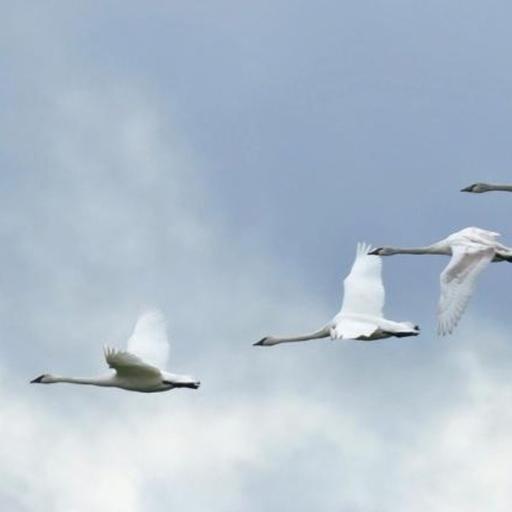Welcoming Back Winter Birds