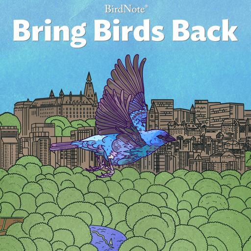 Season 9 of Bring Birds Back is Coming!