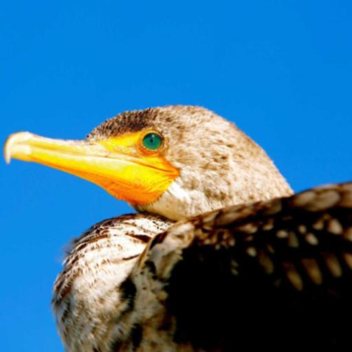 Birding 101: Finding Birds Any Time of Day
