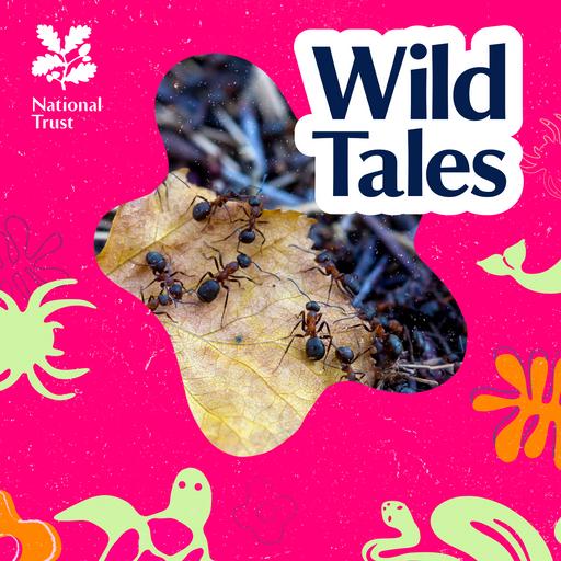 The Metropolis in the Woods | Northern Hairy Wood Ants