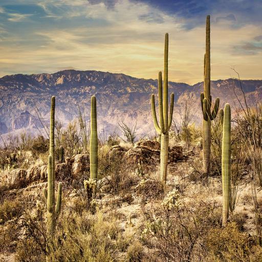IMMERSION: Wonders of Arizona Road Trip (Part 1) - Giant Saguaros, Cattle Penning & the Keeper of the Fire