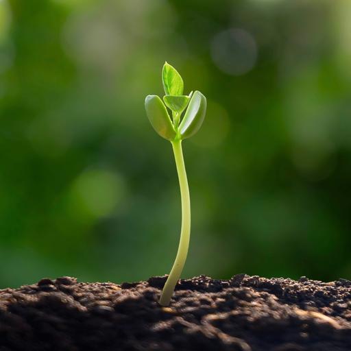 What's at stake if we can't regrow our forests
