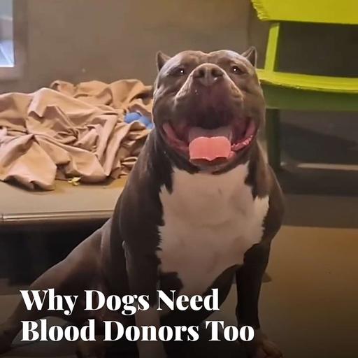 Why Dogs Need Blood Donors Too