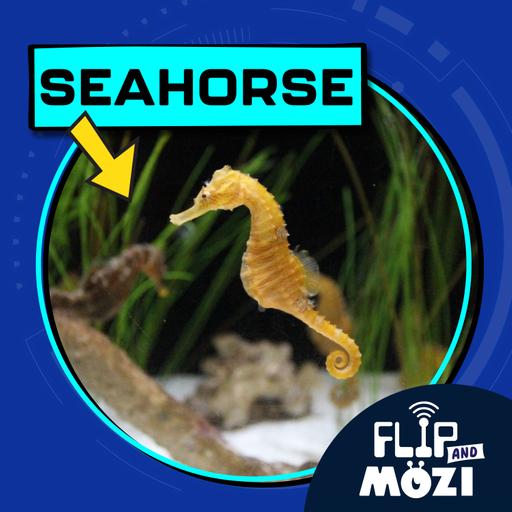 Seahorse