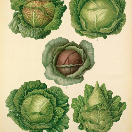 516 – Incredible ivy, vegetable folklore and autumn planting essentials