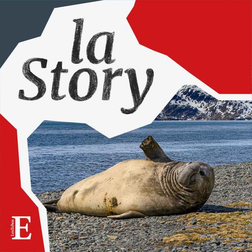 Biodiversité : dans la tête d'un éléphant de mer austral menacé d'extinction