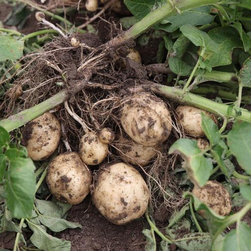 Breeding potatoes is like herding cats