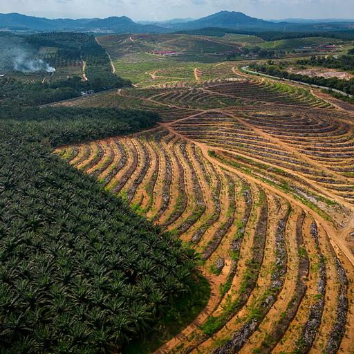 Some success with palm oil. Nickel mines the next challenge