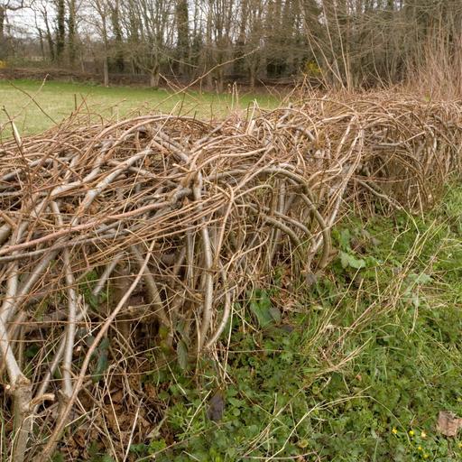 Wunderhecke - britisches Kulturgut wird gefeiert und gefördert