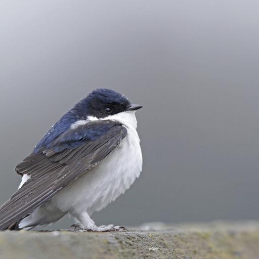 Die Mehlschwalbe ist „Vogel des Jahres“ – Klimawandel, Insektensterben und Versiegelung machen dem Vogel zu schaffen