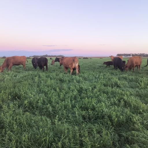 Trent on the Loos Oct 13, 2026 Joe Schumacher has been on the front end of the Wagyu beef.