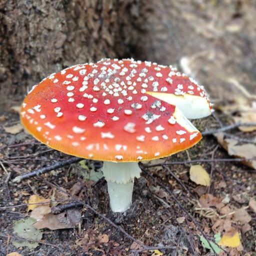 Shroom Shenanigans...
