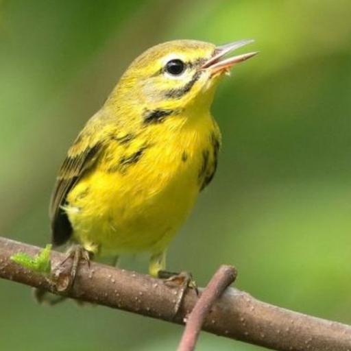 Prairie Warblers — An Early Successional Species