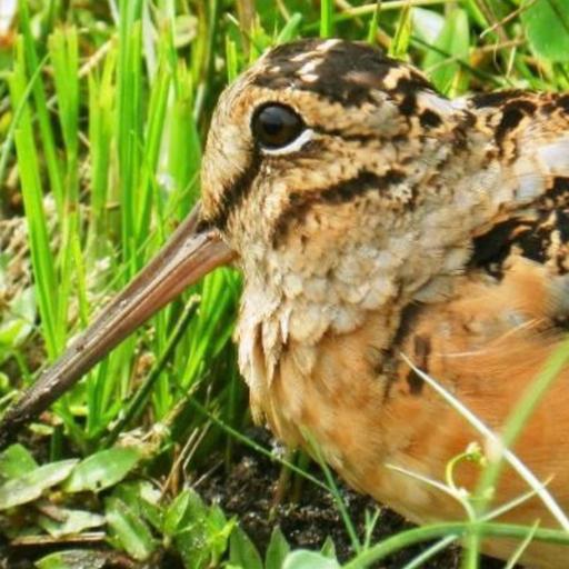How Evolution Reshaped the Woodcock