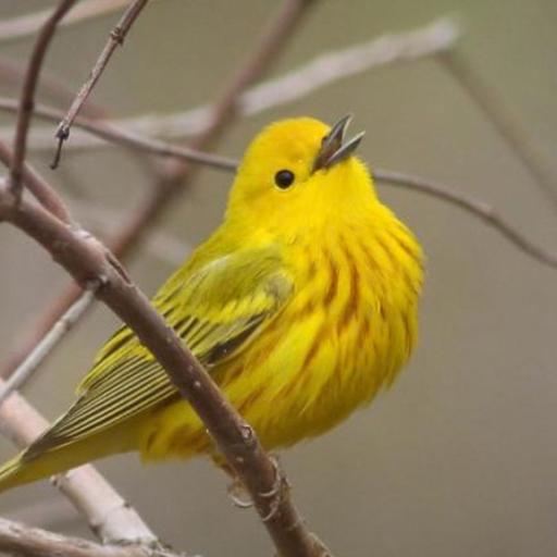 Spark Bird: Chidi Paige and the Yellow Warbler