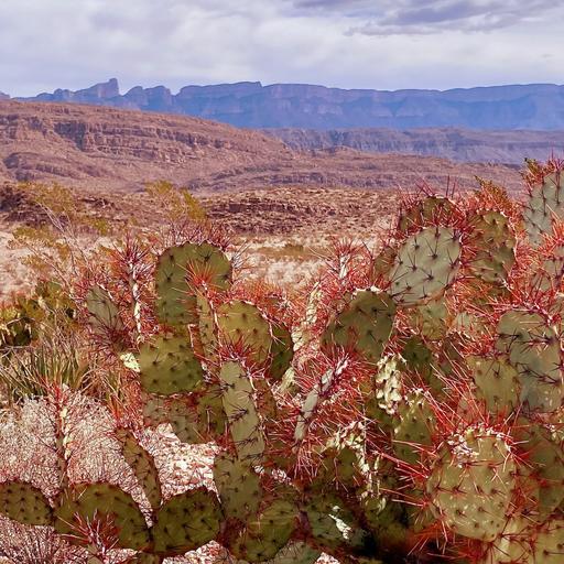 S5E34: Chihuahuan Desert 101 with Dr. Kevin Floyd