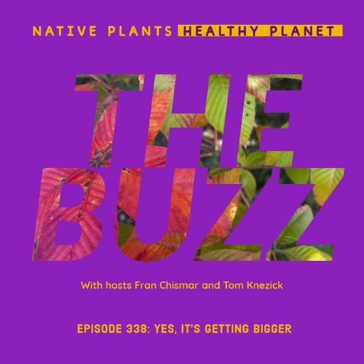 The Buzz - Yes, It's Getting Bigger!