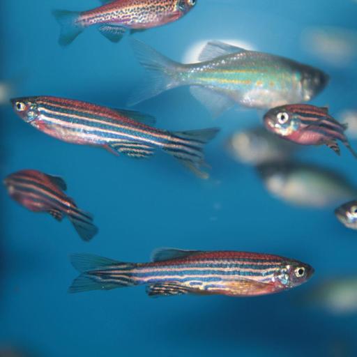 Contraception masculine et poisson zèbre