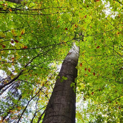 Wald des Jahres – Wald der Zukunft? Perspektiven für den saarländischen Wald