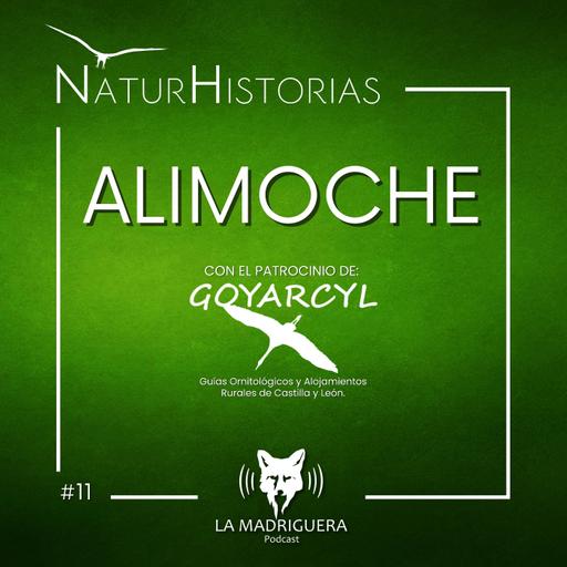 #11 - Alimoche - Naturhistorias (10/2026)