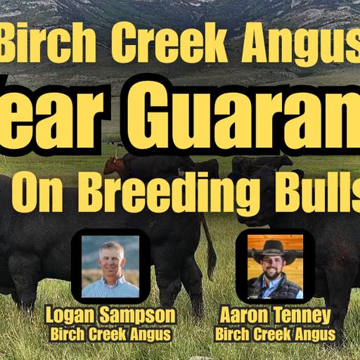 Birch Creek Angus: Home Of The 4 Year Guarantee On Breeding Bulls