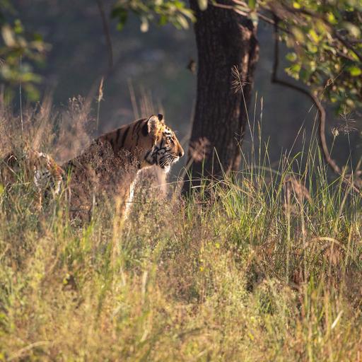 COP17 busca soluções para reverter perda de biodiversidade do planeta