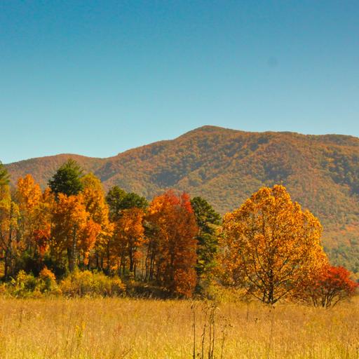 Ep. 600 - The Ecological Side of Silviculture