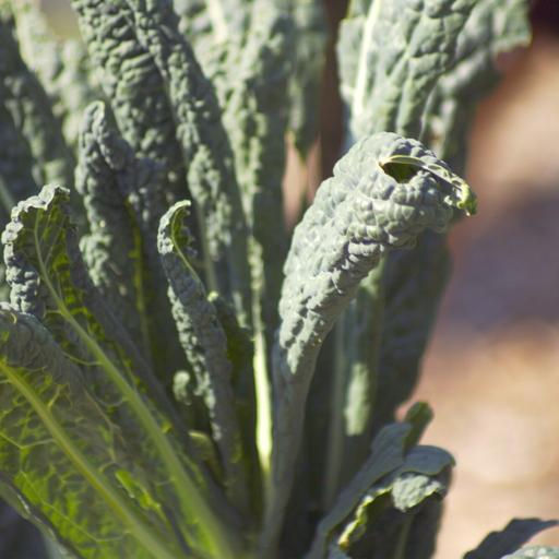 Try these 3 different kale varieties for hardy, cool-weather greens