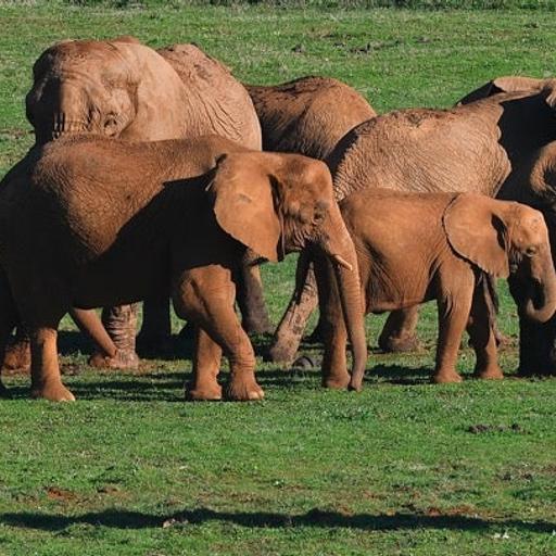La Brújula de la Ciencia: ¿Qué son los animales?