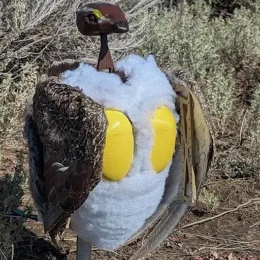 A mating dance party with robotic sage grouse