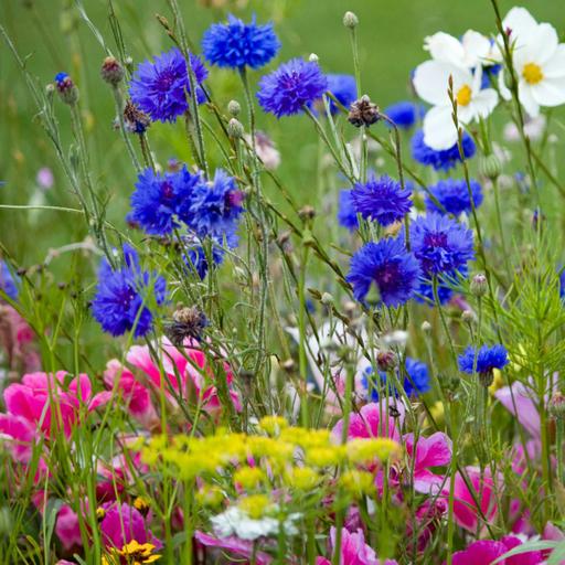 Our Floral Planet