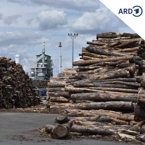 Plastik aus Holz: Ein Problem für die heimischen Wälder?