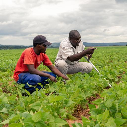 Landreform 2.0 in Simbabwe - Alte Wunden, neue Konflikte