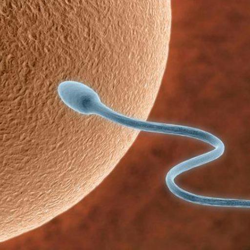 Getting Pregnant: Basic Infertility Evaluation