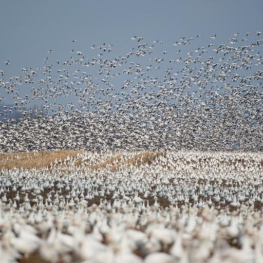 The Sound of a Thousand Geese Taking Off at Once