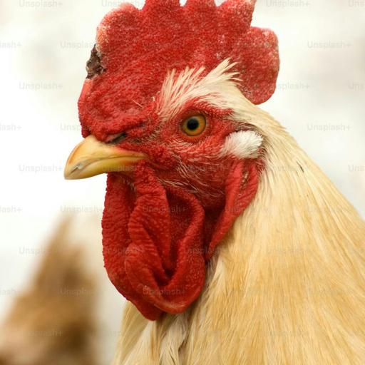 Ep. 493: Free Range Writing!