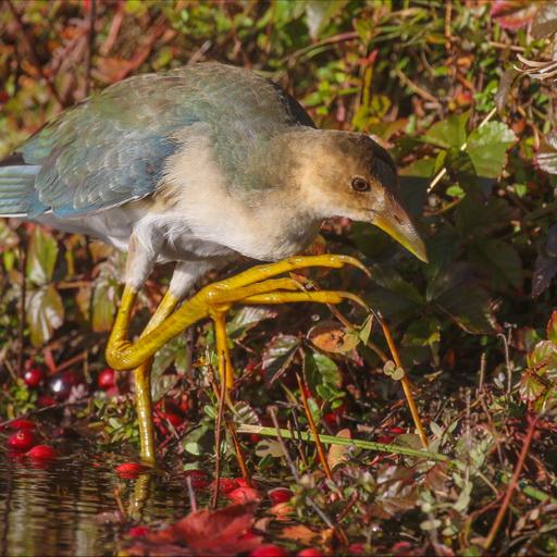 Come for the cranberries, stay for the purple gallinule