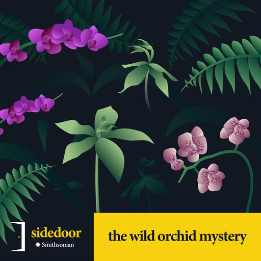 The wild orchid mystery