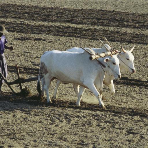 #136 - TO PLOUGH ON/AHEAD/THROUGH/INTO