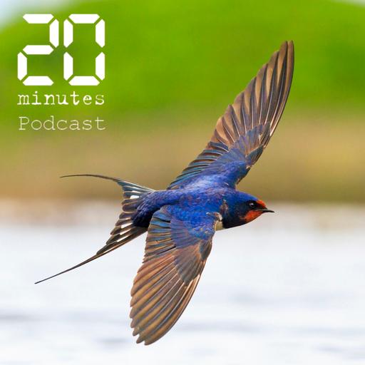 Les hirondelles peuvent-elles faire revenir le printemps?