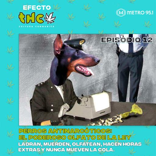 Perros antinarcóticos: el poderoso olfato de la ley