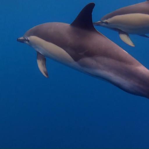 Women Make Science: Greece's Dolphin Sanctuary | Featured Documentary