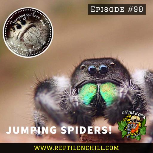 Jumper Spiders with Stevie - 90 Reptile n Chill