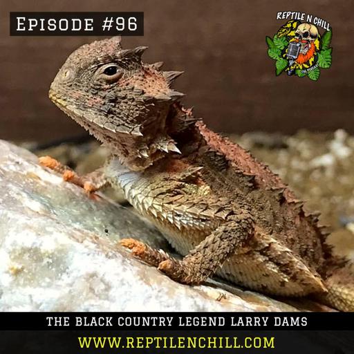 Black country lizard king, Larry Dams - 96 Reptile n Chill