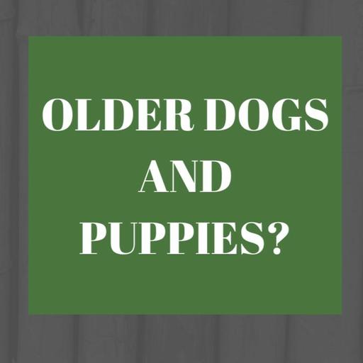 FAQ #1: Will older dog help train a puppy?