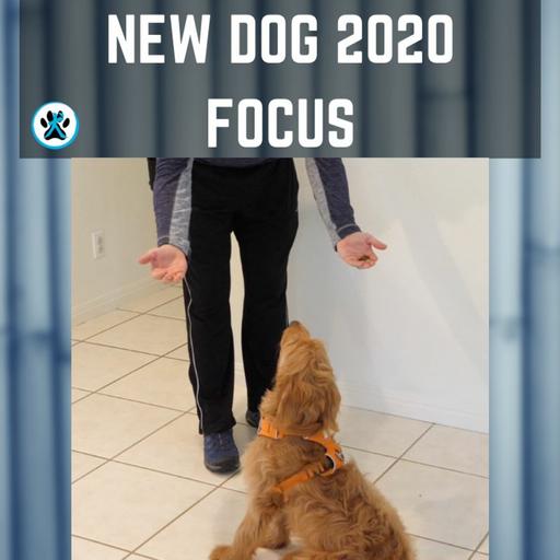 Time Saving Dog Training Tips - New Dog 2020