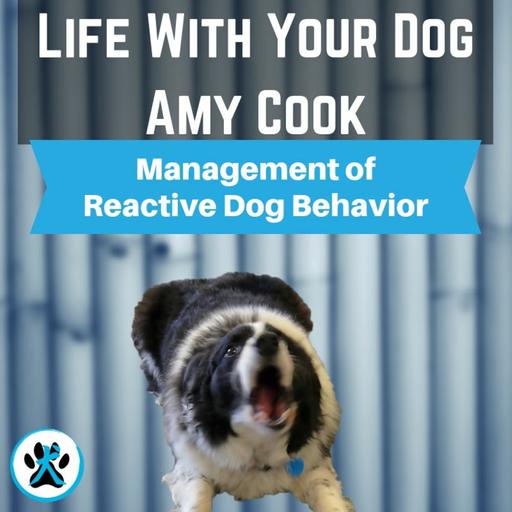 Management of Reactive Dog Behavior - The Doggie Dojo Show