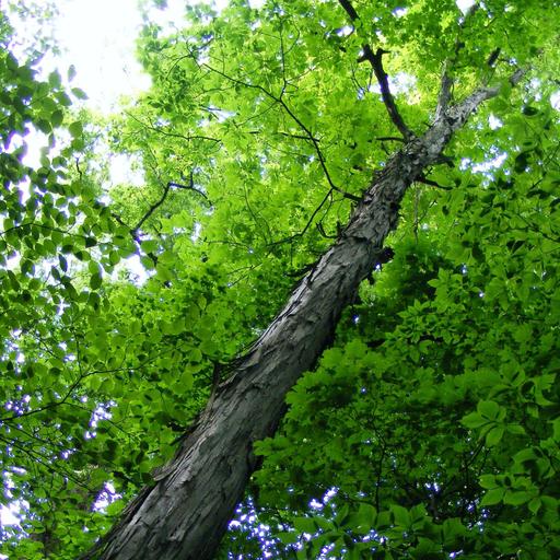 Giacomino e il Fagiolo Magico