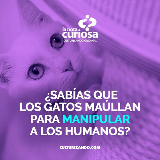¿Sabías que los gatos maúllan para manipular a los humanos? • Curiosidades - Culturizando