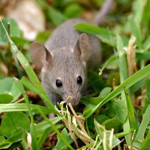 Il Topo di Campagna e il Topo di Città